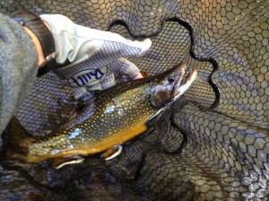 A gorgeous Brookie!